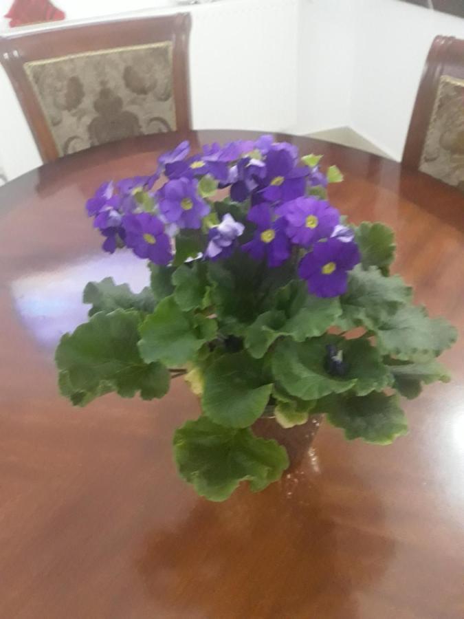 Vila Nicoleta Băile Olăneşti 외부 사진